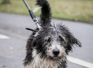 Šuo ieško namų Linksmakalnyje – Pankas