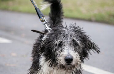 Šuo ieško namų Linksmakalnyje – Pankas