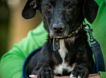 Dovanojamas šuo Linksmakalnyje – Pija