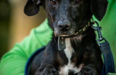 Dovanojamas šuo Linksmakalnyje – Pija