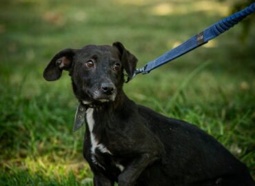 Dovanojamas šuo Linksmakalnyje – Pija