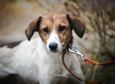 Kalytė ieško namų Linksmakalnyje – Piper