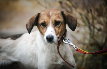 Kalytė ieško namų Linksmakalnyje – Piper