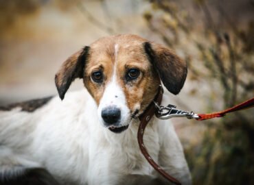 Kalytė ieško namų Linksmakalnyje – Piper