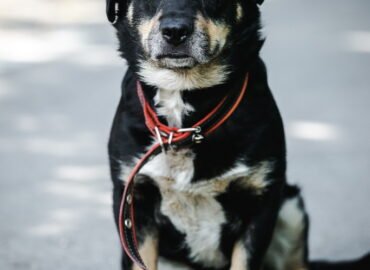 Šuo ieško namų Linksmakalnyje – Pipiras