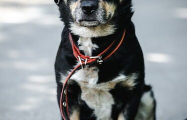 Šuo ieško namų Linksmakalnyje – Pipiras