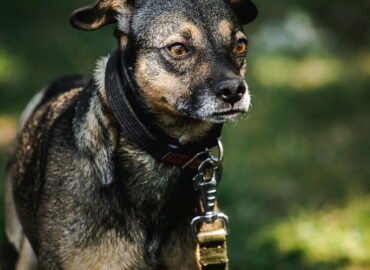 Šuo ieško namų Linksmakalnyje – Pjeras