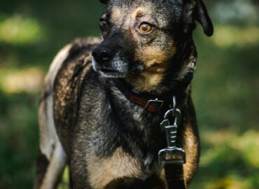 Šuo ieško namų Linksmakalnyje – Pjeras