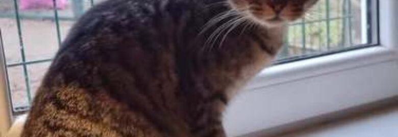 Dovanojama katė Mažeikiuose