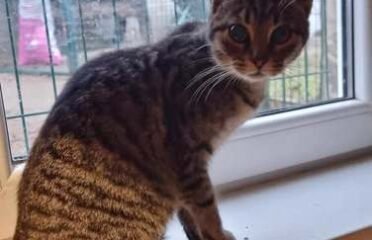 Dovanojama katė Mažeikiuose