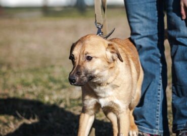 Dovanojamas šuo Linksmakalnyje – Pokis