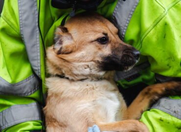 Dovanojamas šuo Linksmakalnyje – Pokis