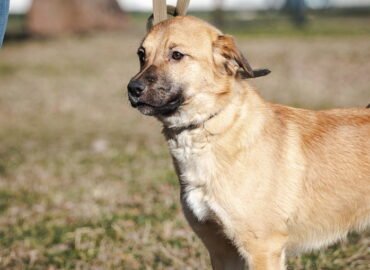 Dovanojamas šuo Linksmakalnyje – Pokis