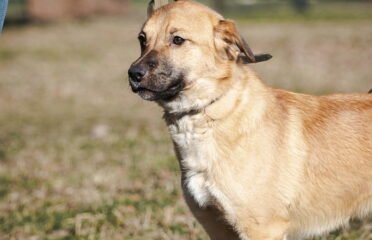 Dovanojamas šuo Linksmakalnyje – Pokis