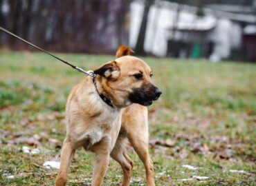 Dovanojamas šuo Linksmakalnyje – Pokis