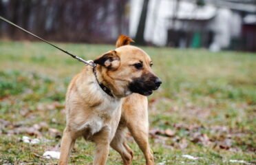 Dovanojamas šuo Linksmakalnyje – Pokis