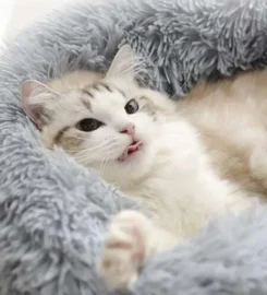 Minkštas Guoliukas Gyvūnams