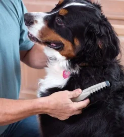 Elektrinės suvelto kailio šukos, žirklės šunims ir katėms