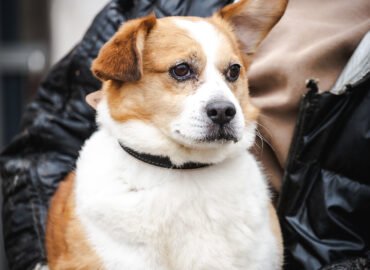 Dovanojamas šuo Linksmakalnyje – Pucas