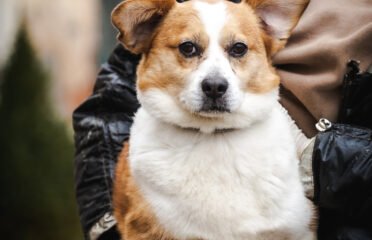 Dovanojamas šuo Linksmakalnyje – Pucas