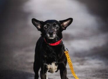 Dovanojamas šuo Linksmakalnyje – Puma