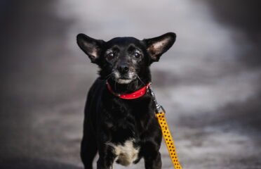 Dovanojamas šuo Linksmakalnyje – Puma