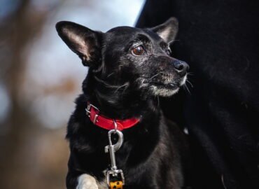 Dovanojamas šuo Linksmakalnyje – Puma