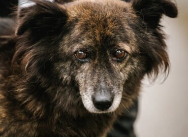 Šuo ieško namų Linksmakalnyje – Pupa