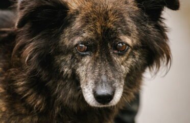 Šuo ieško namų Linksmakalnyje – Pupa