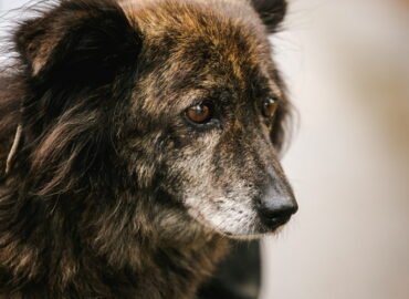 Šuo ieško namų Linksmakalnyje – Pupa