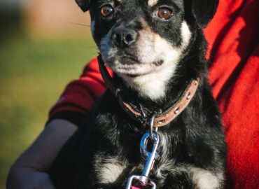 Šuo ieško namų Linksmakalnyje – Puris