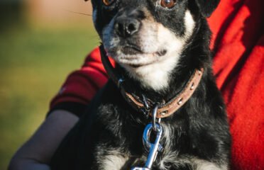 Šuo ieško namų Linksmakalnyje – Puris