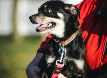 Šuo ieško namų Linksmakalnyje – Puris