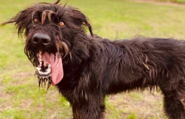 Dovanojamas šuo Šiauliuose – Maksas