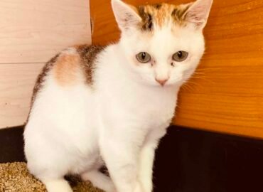 Dovanojama katė Šiauliuose – Aiva