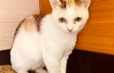 Dovanojama katė Šiauliuose – Aiva