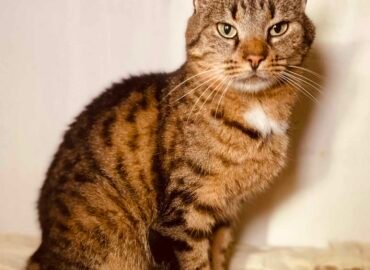 Dovanojamas katinas Šiauliuose – Čipsas