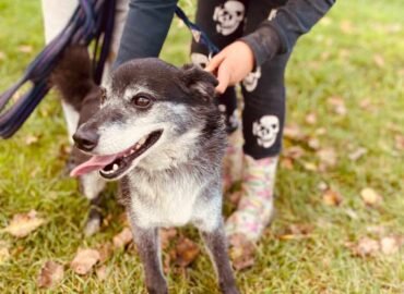 Dovanojamas šuo Šiauliuose – Jukis