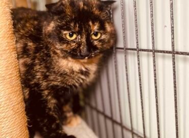 Dovanojama katė Šiauliuose – Pelėda