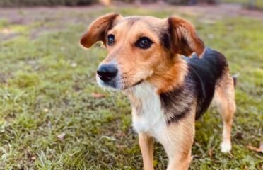 Kalytė ieško namų Šiauliuose – Elaja