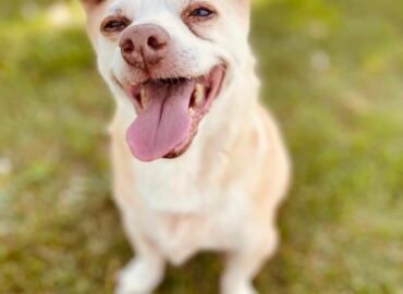 Dovanojamas šuo Šiauliuose – Rudnosius