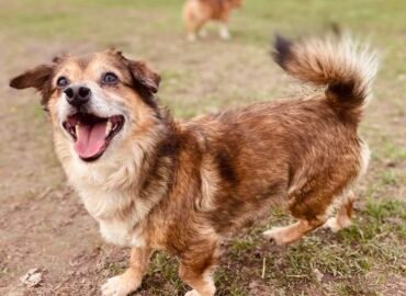 Dovanojamas šuo Šiauliuose – Zulis