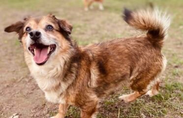 Dovanojamas šuo Šiauliuose – Zulis