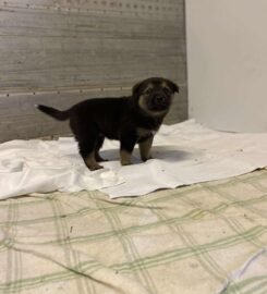 Dovanojami šuniukai Šiauliuose