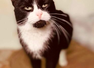 Dovanojama katė Šiauliuose – Kleopatra