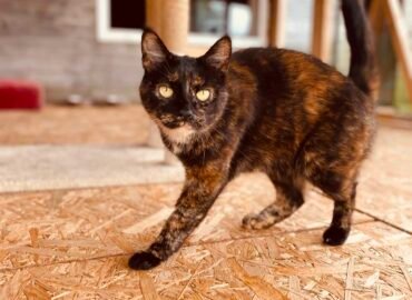 Dovanojama katė Šiauliuose – Zula