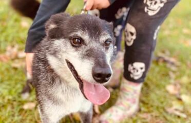 Dovanojamas šuo Šiauliuose – Jukis