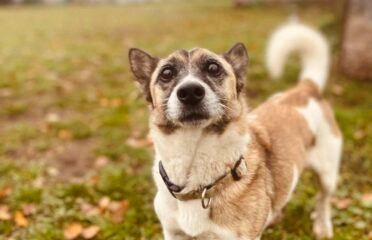 Dovanojamas šuo Šiauliuose – Margiukas