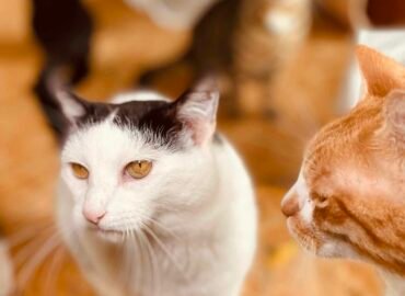 Dovanojama katė Šiauliuose – Eicho