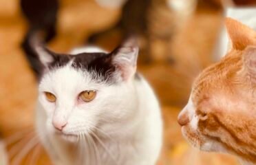 Dovanojama katė Šiauliuose – Eicho